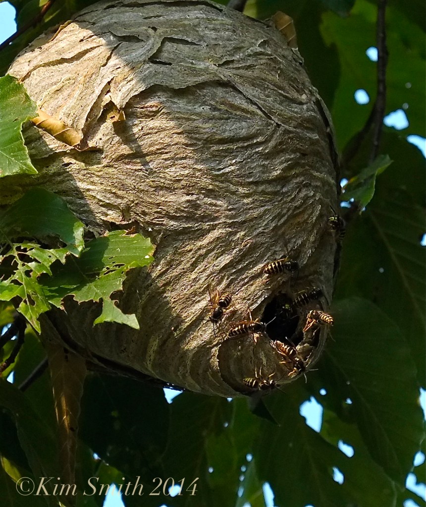 Aerial Yellowjacket nest ©Kim Smith 2014