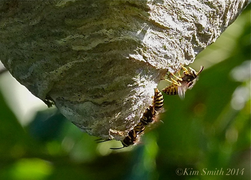 Aerial Yellowjackets ©Kim Smith 2014