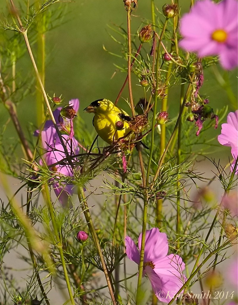 Apple Street Farm Goldfinch and Cosmos ©Kim Smith 2014