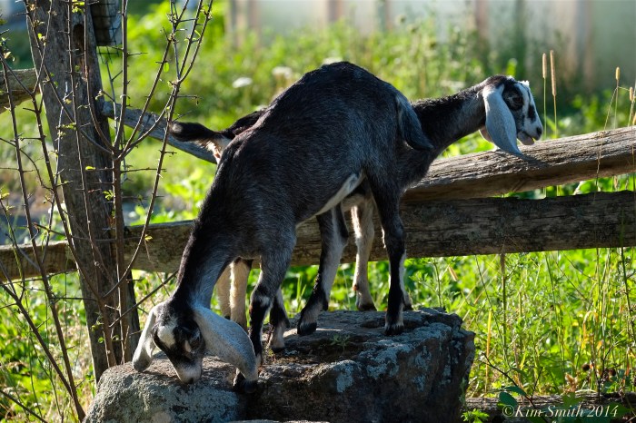 Apple Street Farm Nubian Goats -3 ©Kim Smith 2014