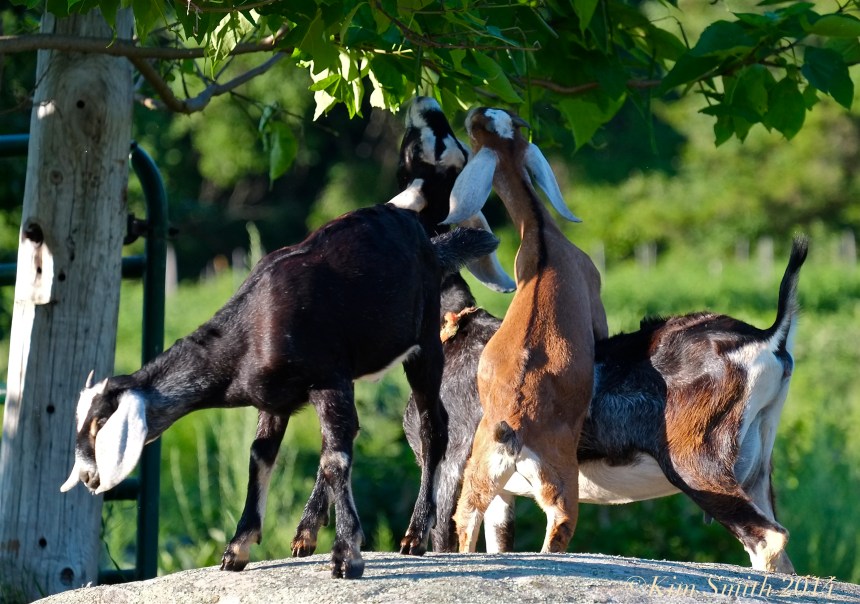 Apple Street Farm  Nubian Goats ©Kim Smith 2014