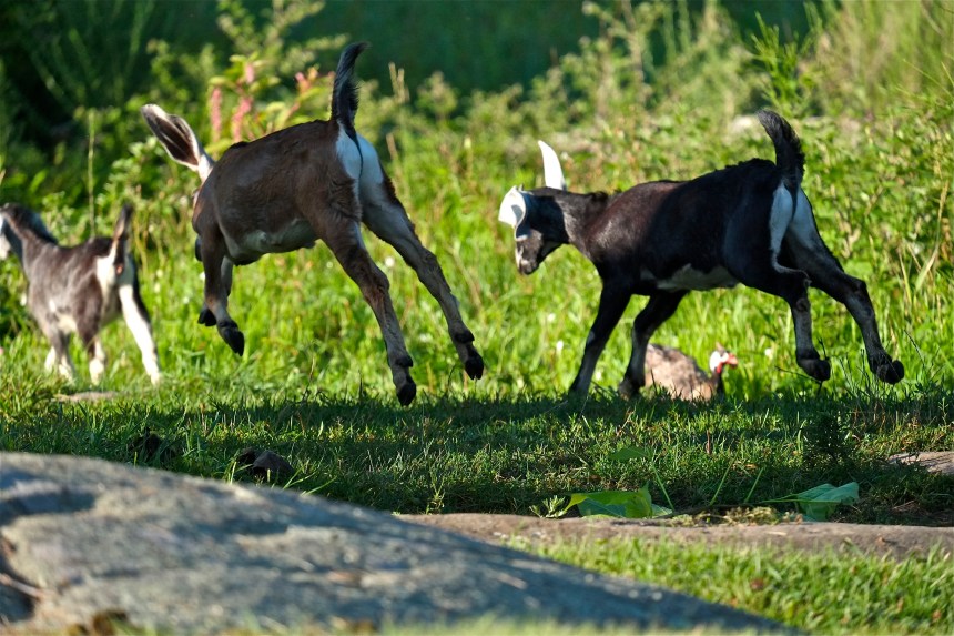 Apple Street Farm Nubian Gots airborn ©Kim Smith 2014JPG