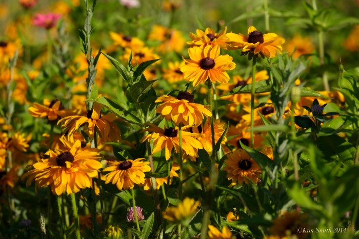 Apple Street Farm Rudbeckia Hirta ©Kim Smith 2014