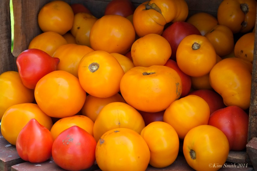 Apple Street Farm tomatoes ©Kim Smith 2014