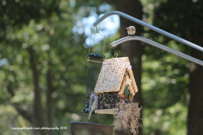 August 24, 2014 A nuthatch