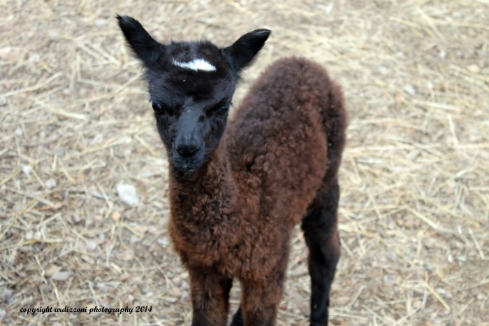 August 6, 2014 little Frankie born Sunday, August 3 2014