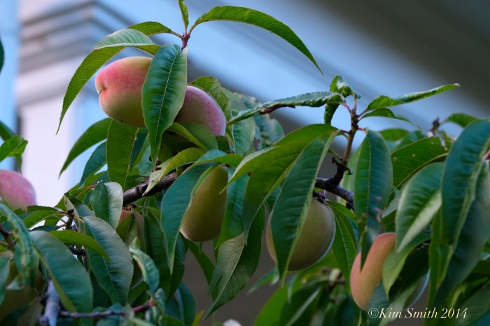 Belle of Georgia peach -2 ©Kim Smith 2014.j