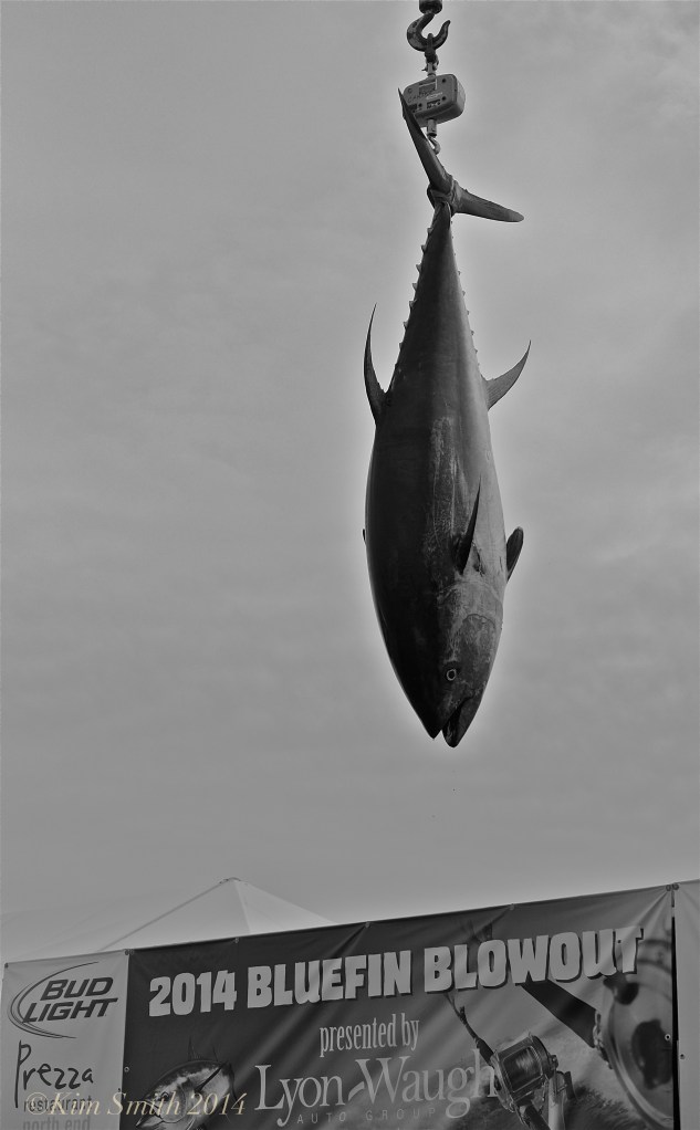 Bluefin Blowout Gloucester copy