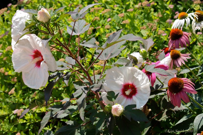 Crimson-eyed Rose mallow ©Kim Smith 2010