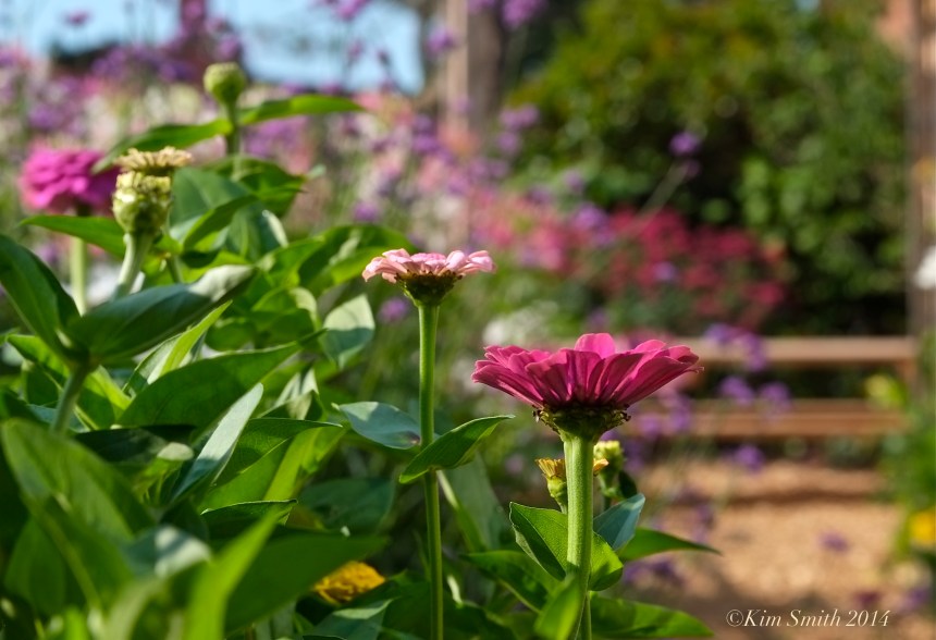 Pathways for Children butterfly garden -7 ©Kim Smith 2014