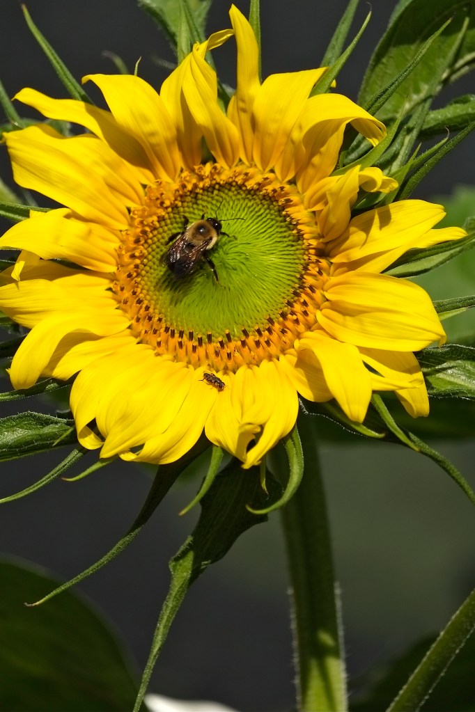 Pathways for Children butterfly garden sunflower ©Kim Smith 2014