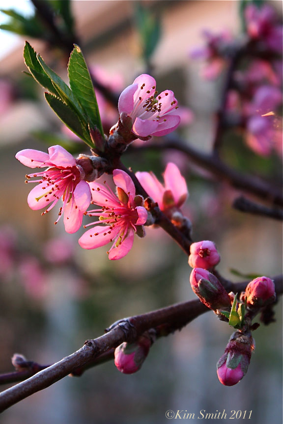 Peach tree blossom Belle of Georgia ©Kim Smith 2011