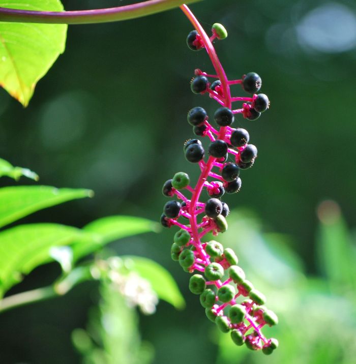 Phytolacca_americana_Sugarcreek_Ohio