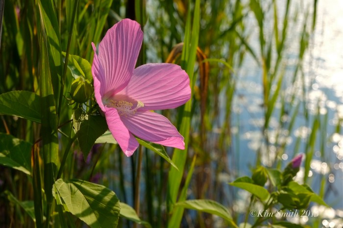 Rose Mallow Marsh Mallow ©Kim Smith 2013