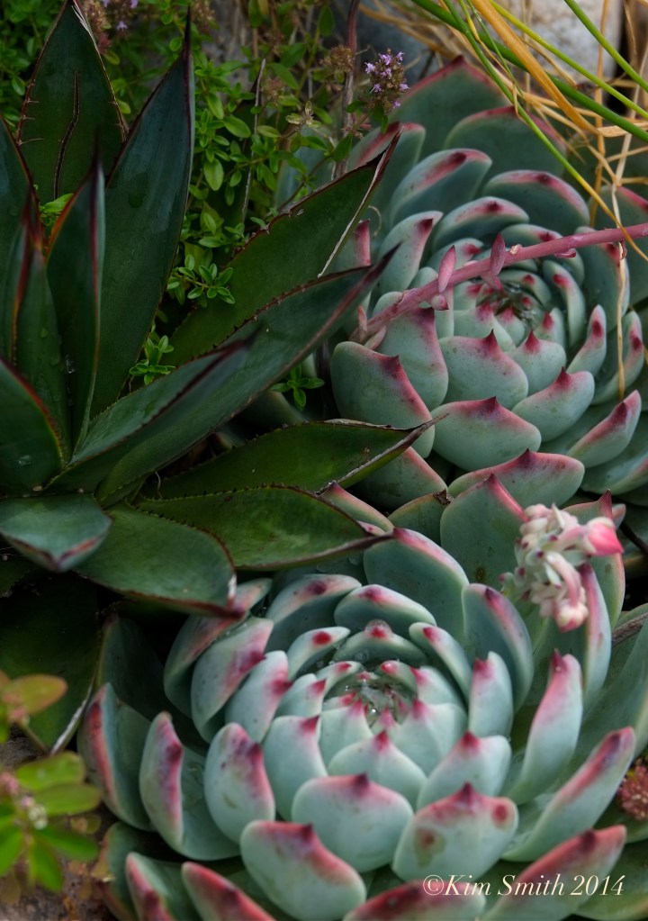 Succulent container garden ©Kim Smith 2014