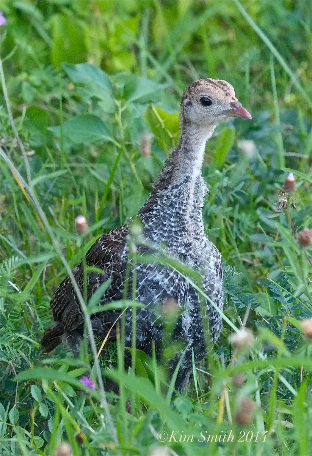 Turey baby poult ©Kim Smith 2014