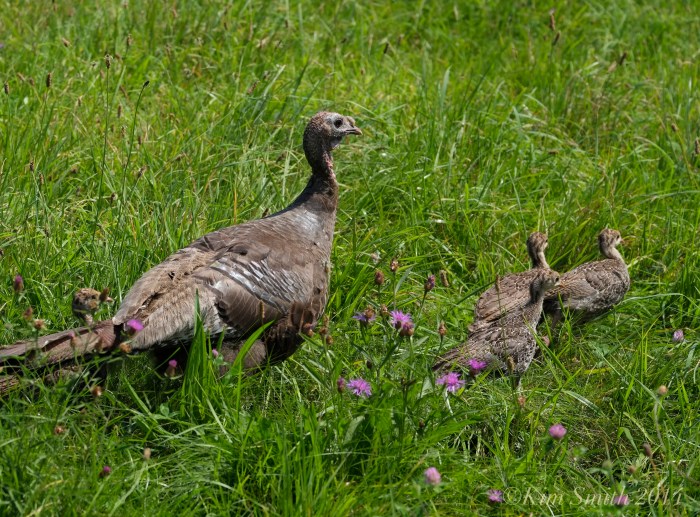 Turkey babies poult hen ©kim Smith 2014.