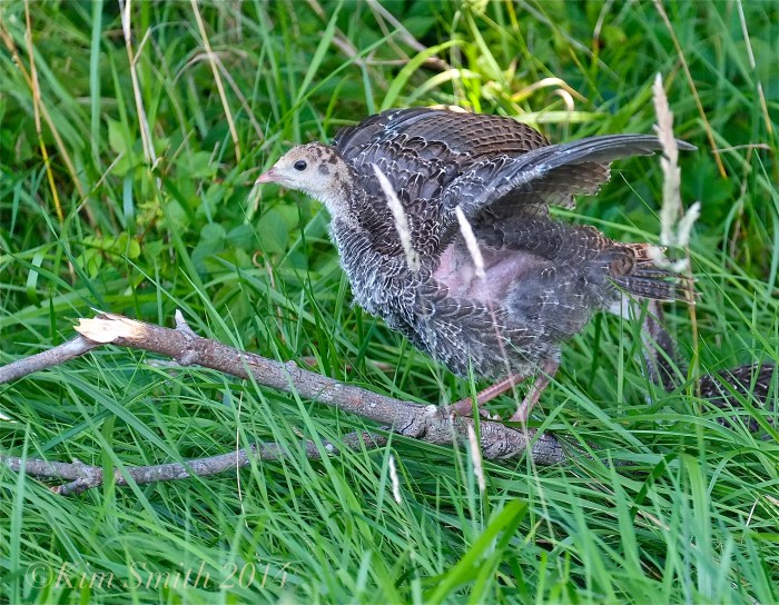 Turkey baby poult flying ©Kim Smith 2014.
