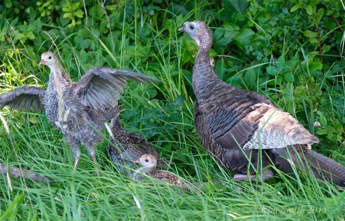 Turkey baby poults ©Kim Smith 2014