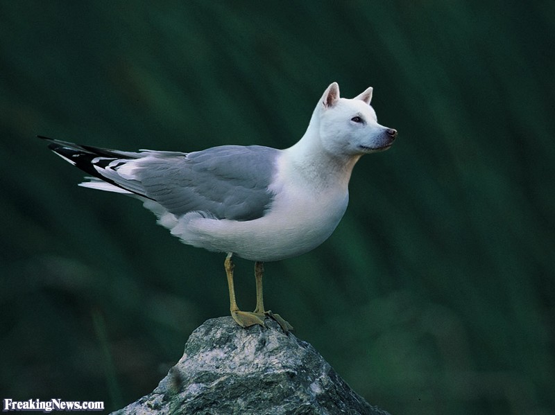 wolfgull