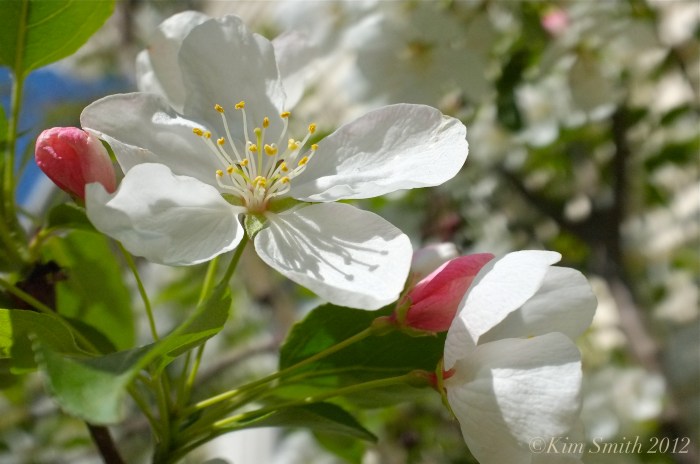 Apple Blossom ©Kim Smith 2012