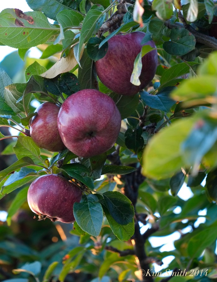 Apples ©Kim Smith 2014 copy