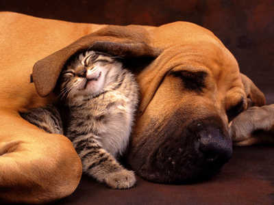 cat-dog-love-5