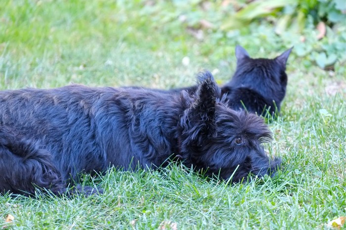 Cosmos and Rosie ©Kim Smith 2014