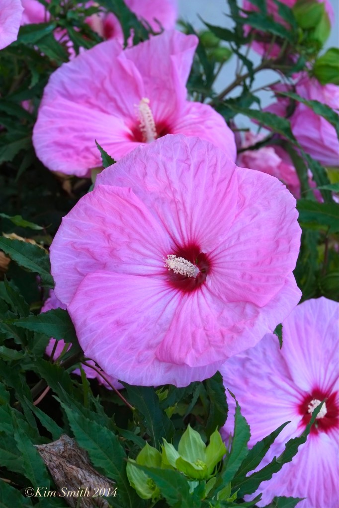 Crimson-eyed Rose mallow ©Kim Smith 2014