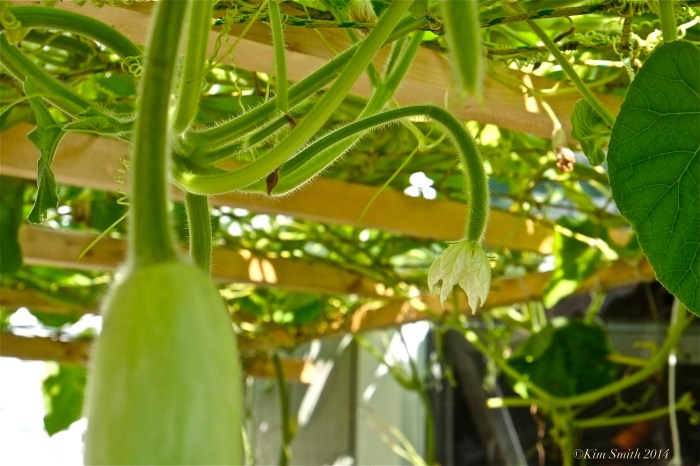 Cucuzza Groppo ©kim Smith 2014