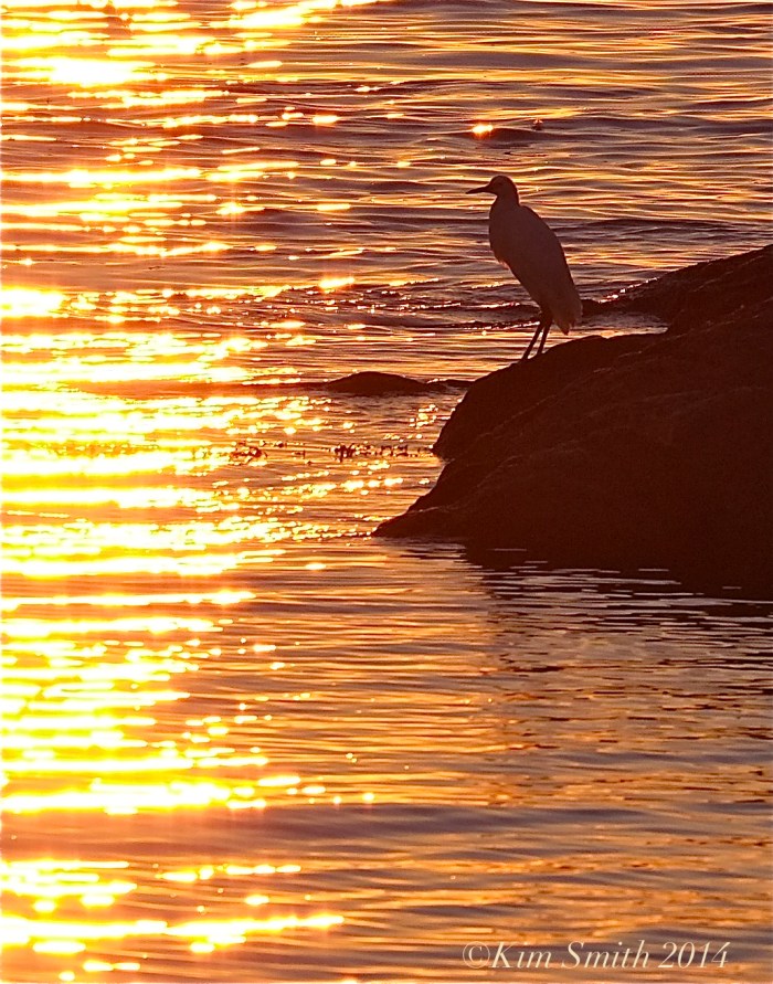 Great Egret Good Harbor Beach September sunrise ©kim Smith 2014.