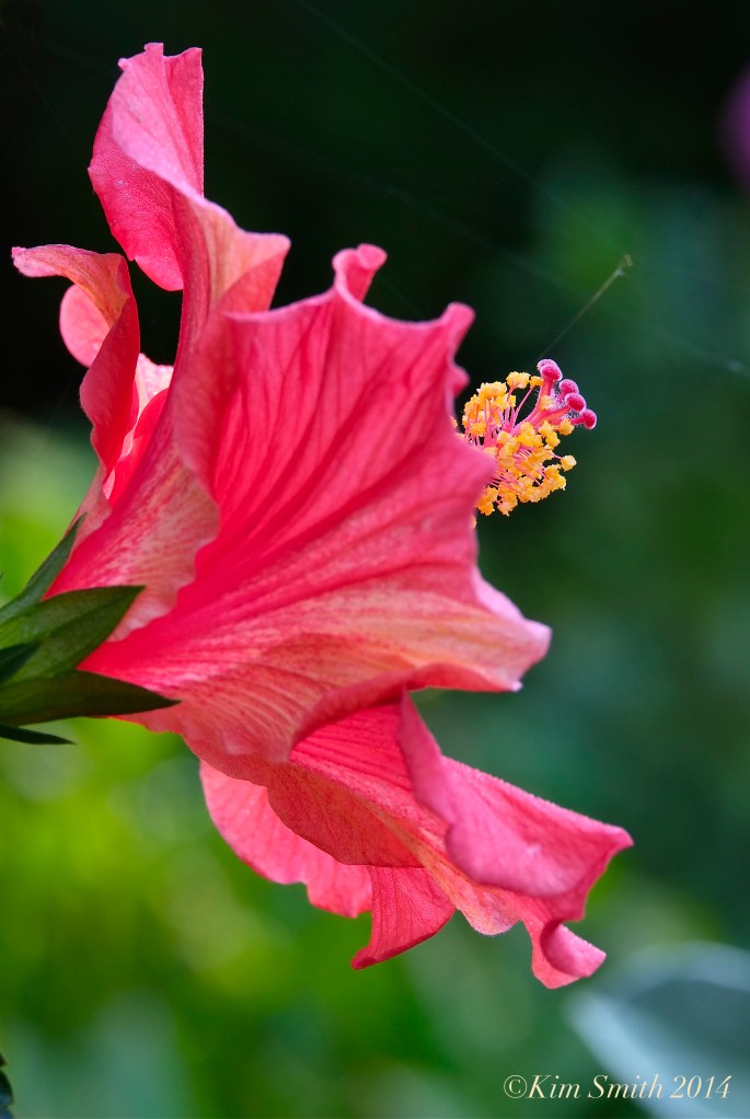 Hibiscus ©Kim Smith 2014jpg copy