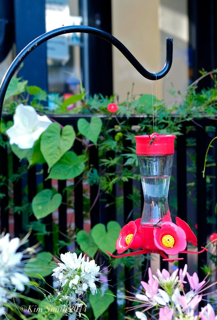 Hummingbird Feeder ©Kim Smith 2014 copy