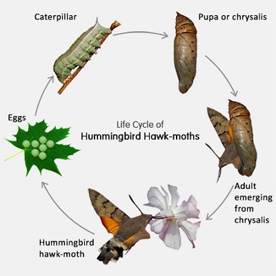 Hummingbird-Hawk-Moth-Life-Cycle