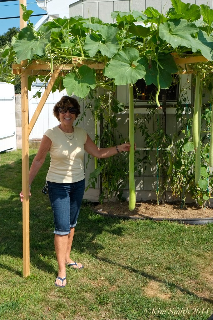 Kathy Pratl cucuzza limoncello Feast of saint Joseph ©Kim Smith 2014 copy