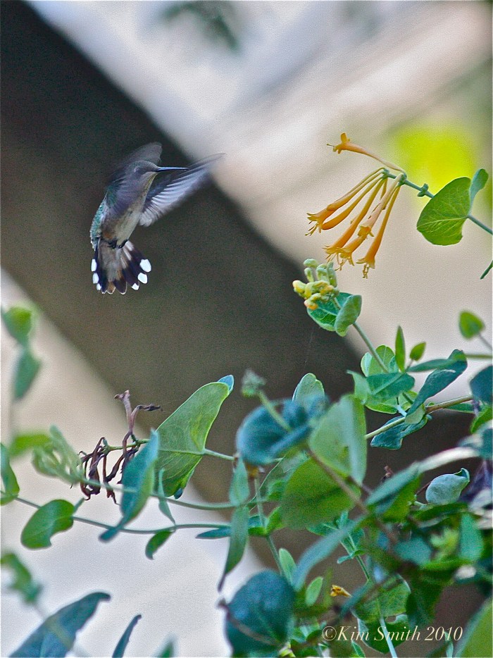 Lonicera John Clayton. ©Kim Smith 2010.