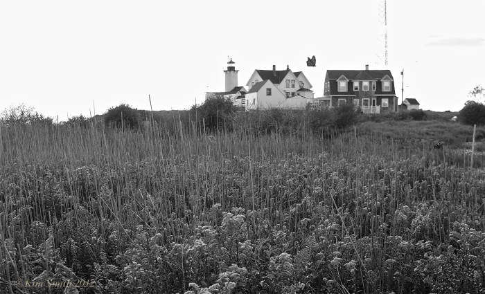 Monarch Butterfly Eastern Point Gloucester ©kim Smith 2012