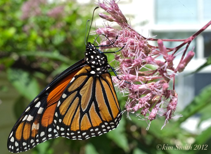 Monarch Butterfly Nectaring Joe Pye ©Kim Smith 2012