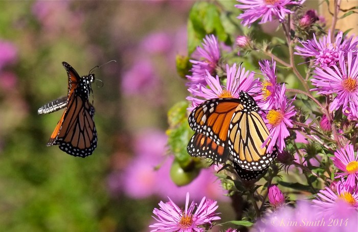 Monarch in flight ©Kim Smith 2014