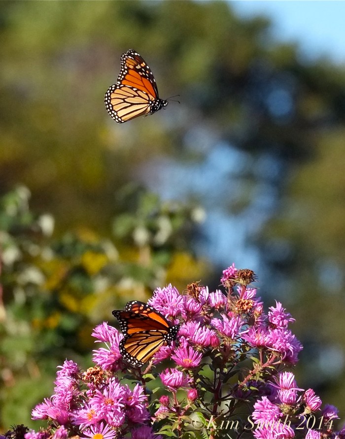 Monarchs on the Wing ©Kim Smith 2014