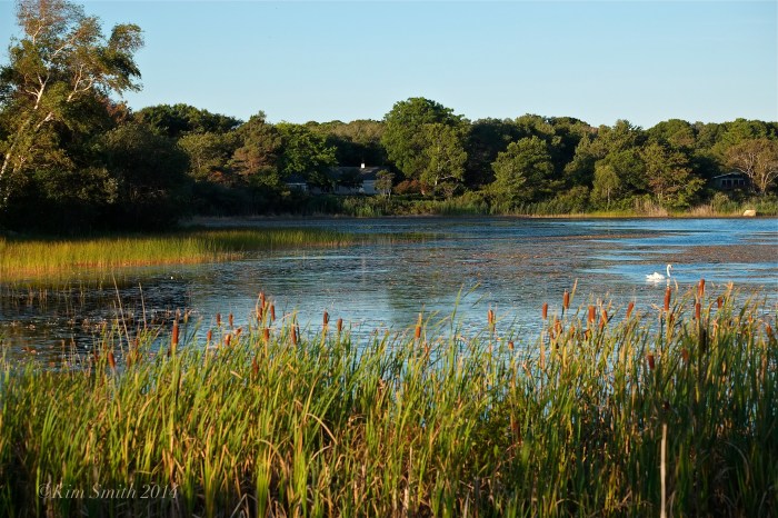 Niles Pond Gloucester ©Kim Smith 2014