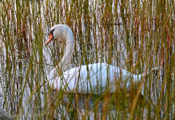 Niles Pond Swan ©2014 Kim Smith