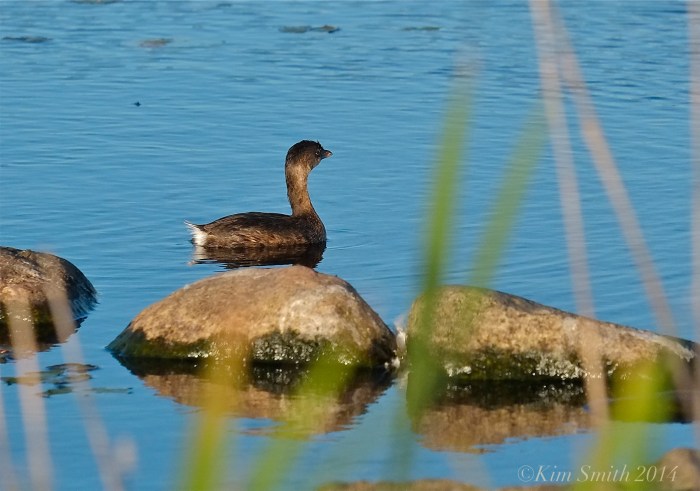 Pied-billed Grebe Massachusetts -2 ©kim Smith 2014