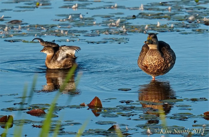 Pied-billed Grebe Massachusetts -3 ©kim Smith 2014