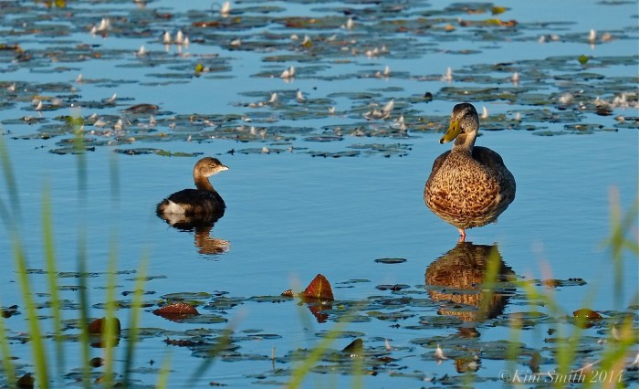 Pied-billed Grebe Massachusetts ©kim Smith 2014