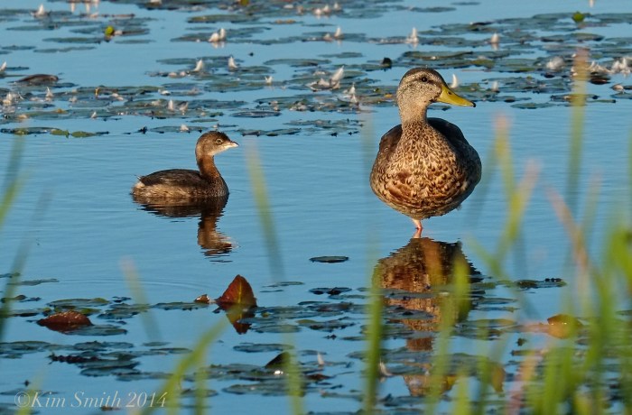 Pied-billed Grebe Massachusetts mallard ©kim Smith 2014