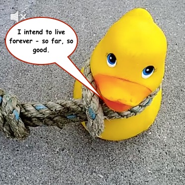 Instead of the Stockholm Syndrome it looks like Rubber Duck is beginning to suffer from Steven Wright Syndrome.