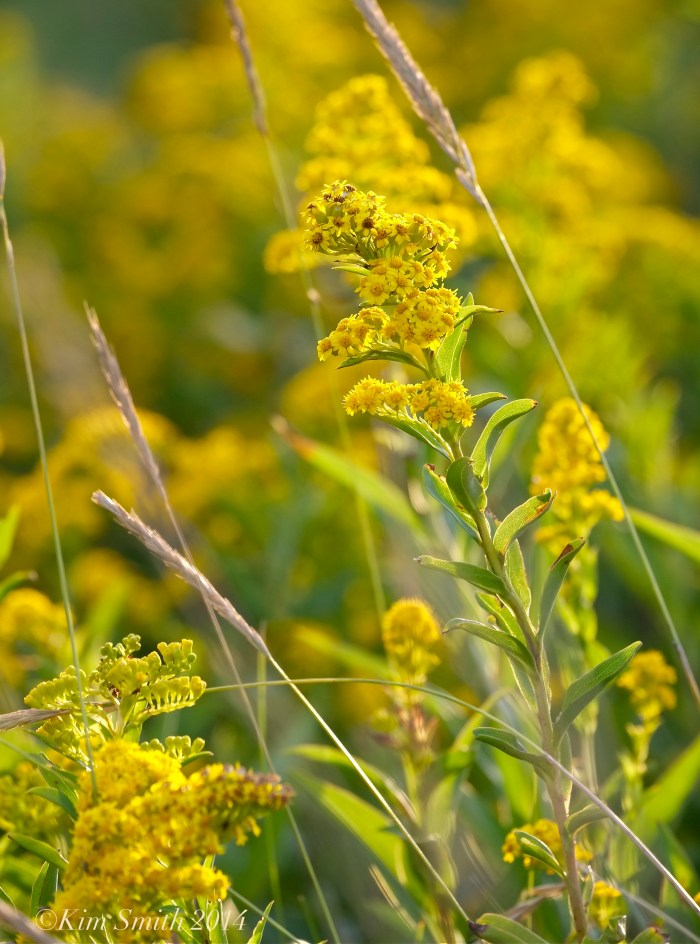 Seaside Goldenrod © 2014 Kim Smith copy