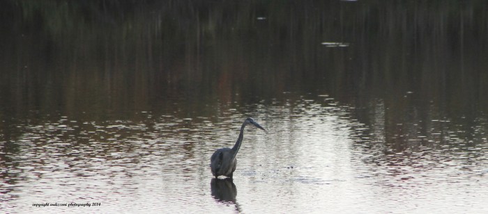 September 23, 2014 blue heron
