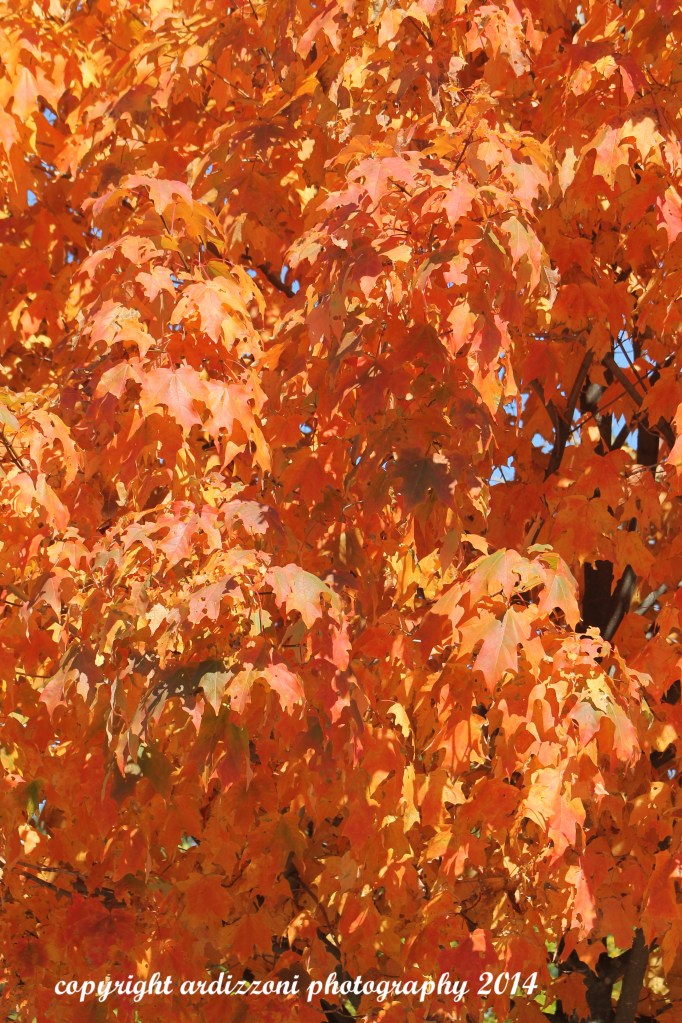 September 27, 2014 a touch of color